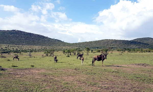 Masai Mara Safari - wildebeest