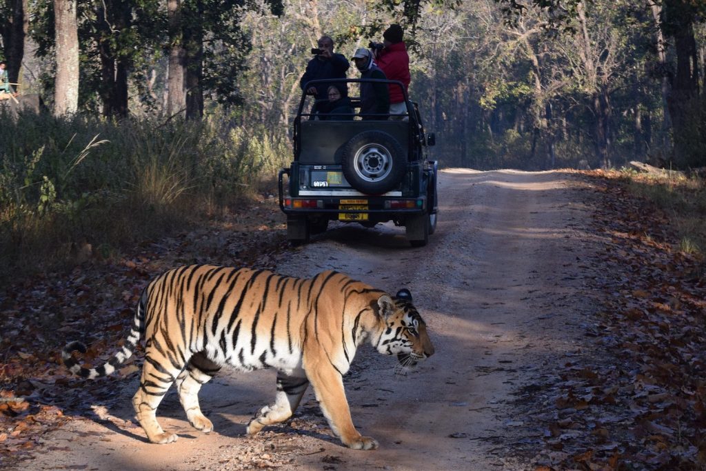 Best Places to Photograph Tigers in the Wild in India